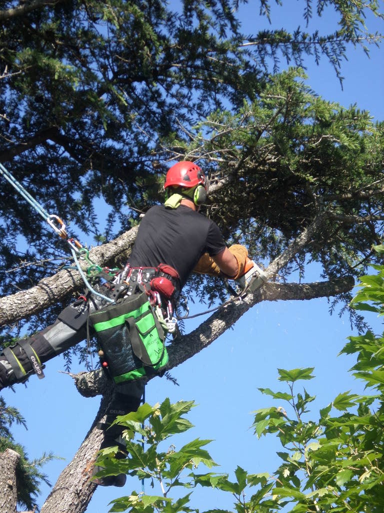 Élagage d'arbre en hauteur