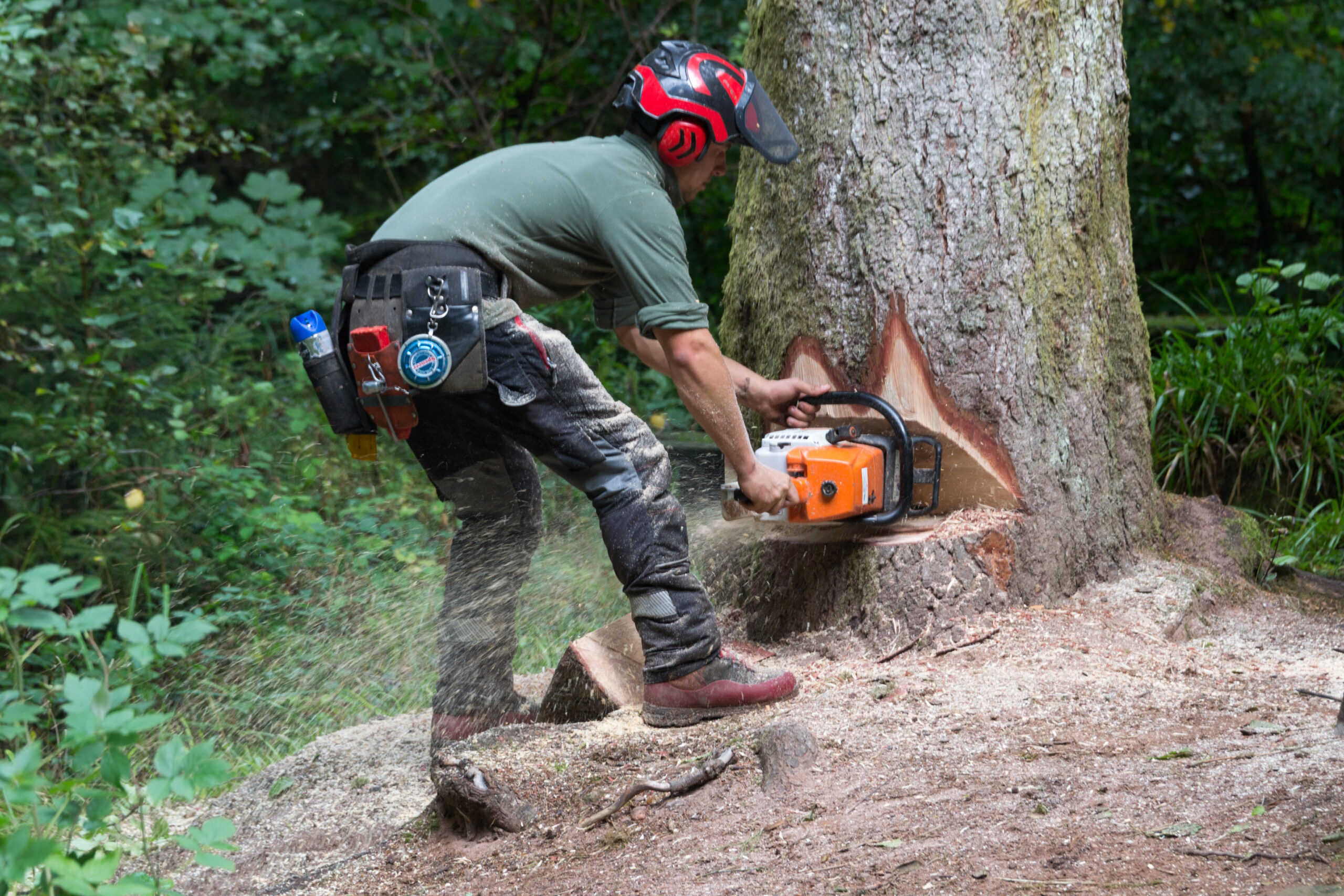 Abattage d'arbre au sol