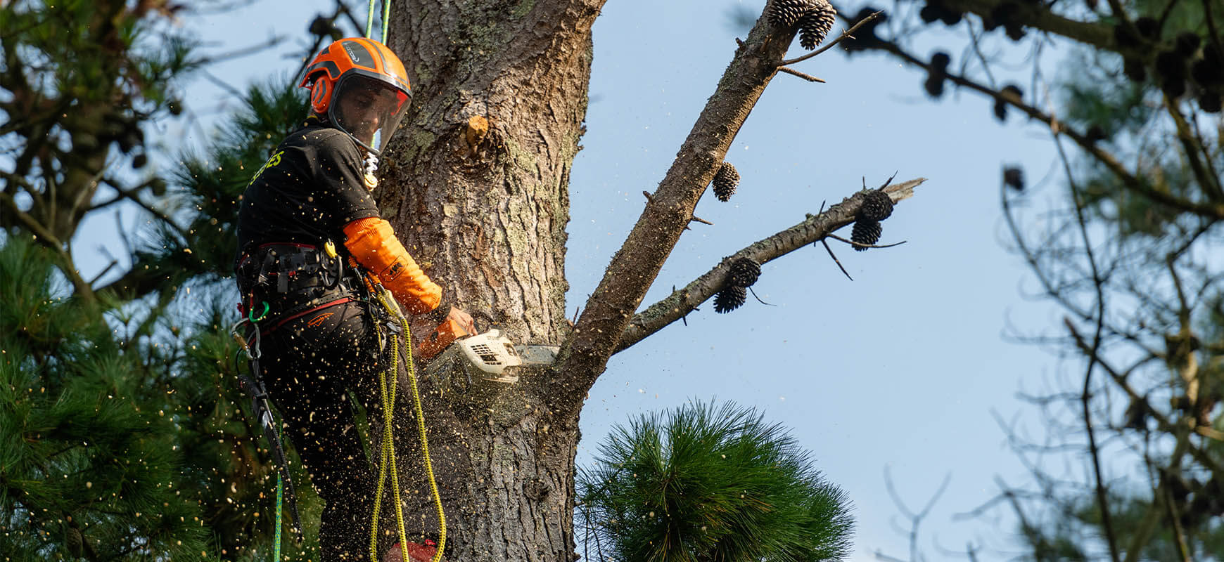 Élagage professionnel d'arbre