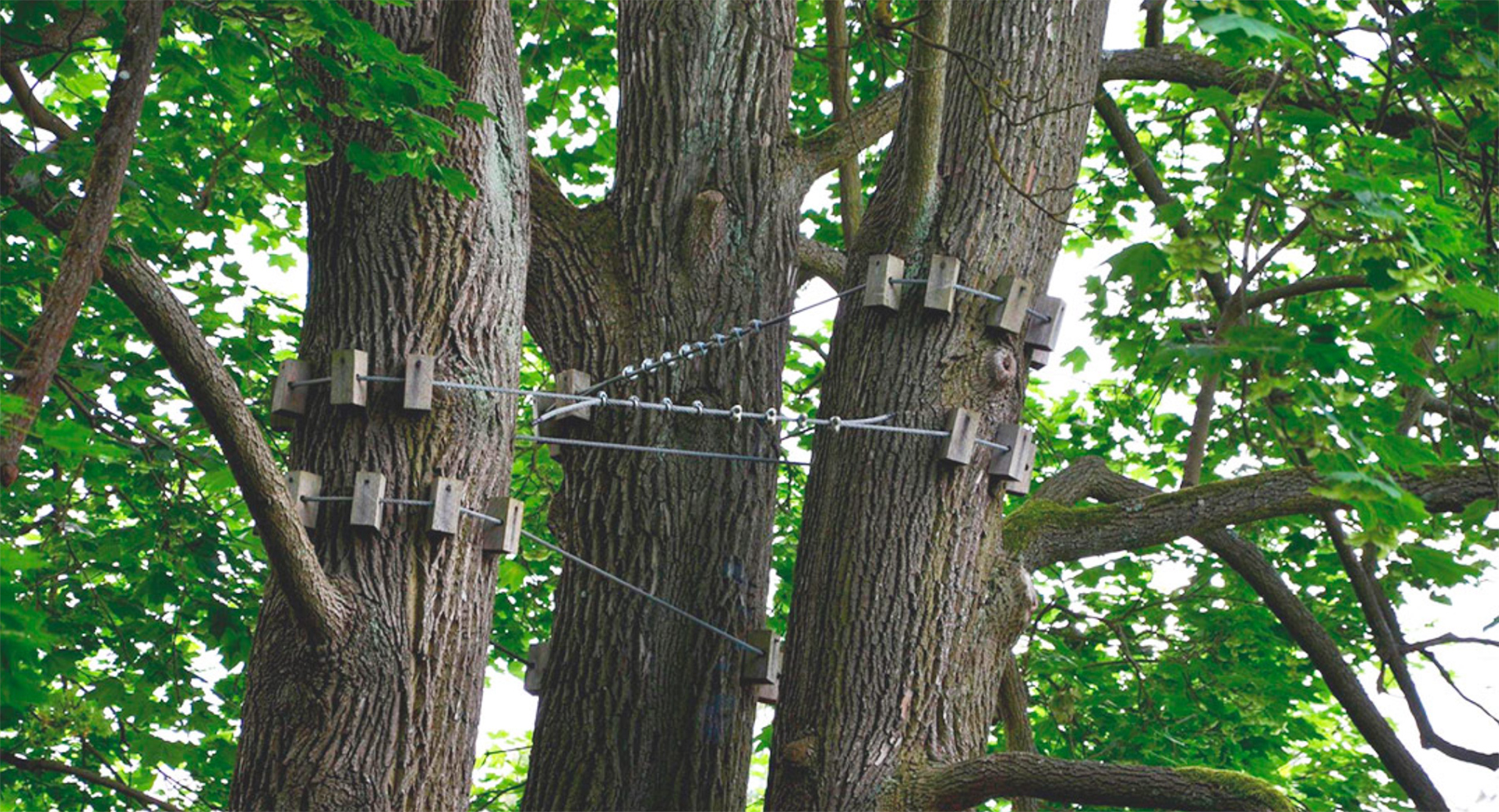 Haubanage d'arbre avec câbles et supports