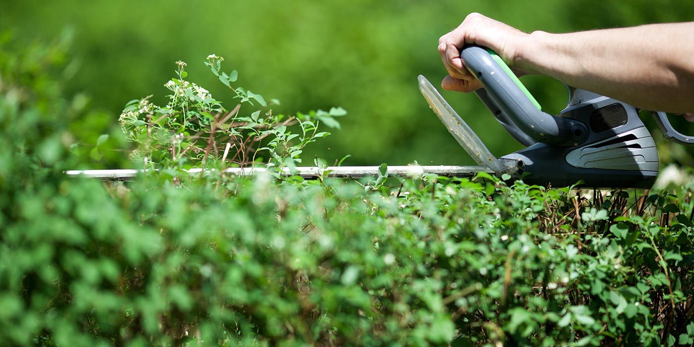 une ligne de coupe cohérente avec l’ensemble du jardin